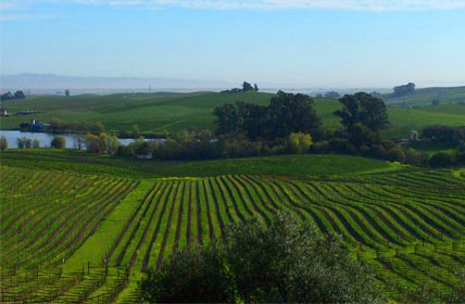 Winery Tours and Wine Tasting