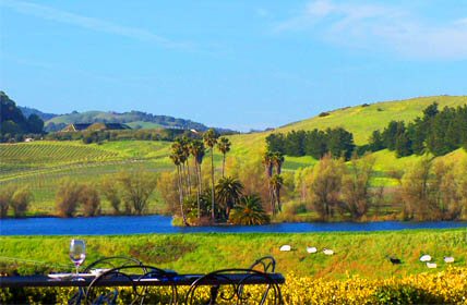 Wine Tours in Napa and Sonoma Counties