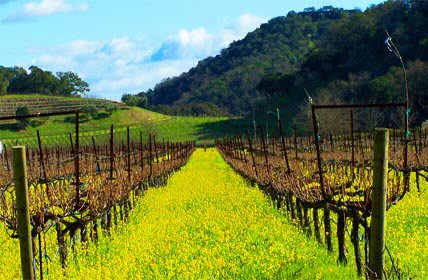 Wine Tours and Drivers of the Napa Valley